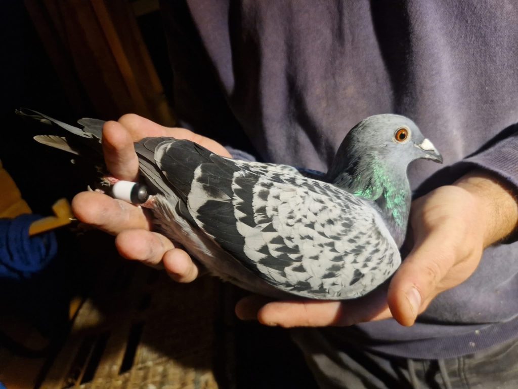 Racing pigeon